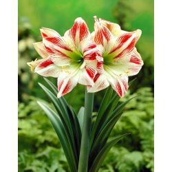 "Ambiance" Hippeastrum, amarílis
