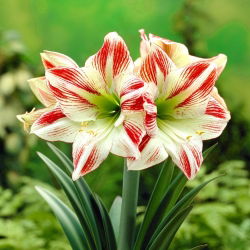 "Ambiance" Hippeastrum, amarílis