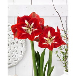 "Barbados" Hippeastrum, amarílis