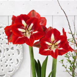 "Barbados" Hippeastrum, amarílis