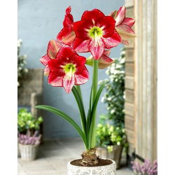 "Rainha do Flamenco" Hippeastrum, amarílis