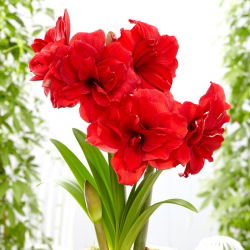 "Amarantia" Hippeastrum, amarílis