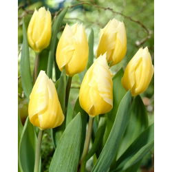 "Sweetheart" tulipan - 5 løg
