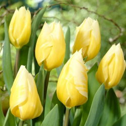 "Sweetheart" tulipan - stor pakke! - 50 løg