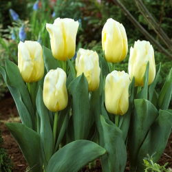 Tulipán "Calgary Flames" - ¡paquete grande! - 50 bulbos