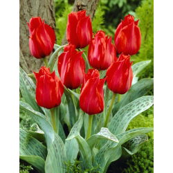 Tulpe Julius Caesar - liels iepakojums! - 50 gab.