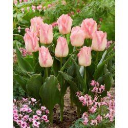 Tulip Pink Dream - nagy csomag! - 50 db.