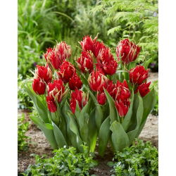 Tulip Red Spider - 5 pcs