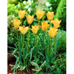 Linlapu tulpe, Bokhara tulpe Bronze Charm - 5 gab.