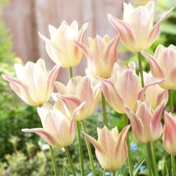 Tulip Elegant Lady - large pack! - 50 pcs