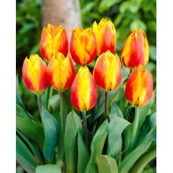 Tulip Flair - stor pakke! - 50 stk.