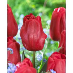 Tulip Idol - 5 piezas