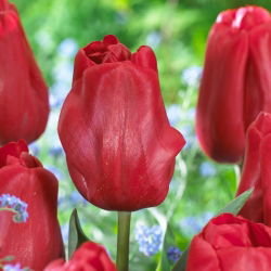 Tulip Idol - 5 piezas
