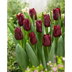 Máscara Tulip - 5 piezas