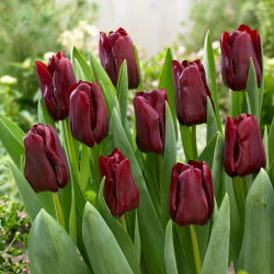 Máscara Tulip - ¡paquete grande! - 50 pcs