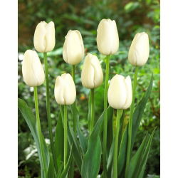 Tulip Maureen - storpack! - 50 st