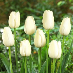 Tulp Maureen - grootverpakking! - 50 stuks - 