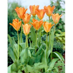Tulipán Orange Emperor - 5 ks