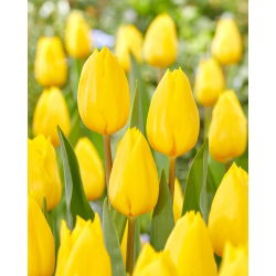 Tulip Strong Gold - nagy csomag! - 50 db.