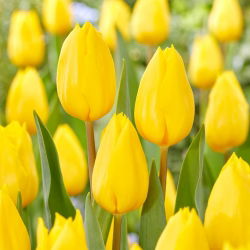 Tulip Strong Gold - nagy csomag! - 50 db.