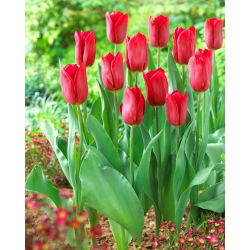 Tulip Strong Love - grand paquet ! - 50 pieces