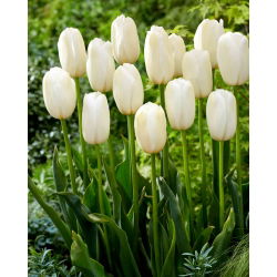 Tulipán Catharina - 5 ks