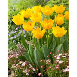Tulip Crystal Star - 5 st
