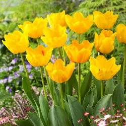 Tulip Crystal Star - 5 st