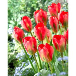 Tulip Red Alert - 5 kosov