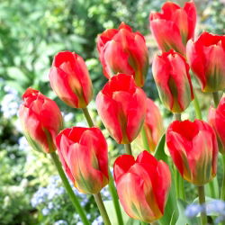 Tulip Red Alert - 5 kosov