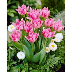 Tulip Peach Blossom - confezione grande! - 50 pezzi