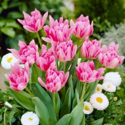 Tulip Peach Blossom - confezione grande! - 50 pezzi