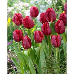 Tulip Pioneer - veliko pakiranje! - 50 kom