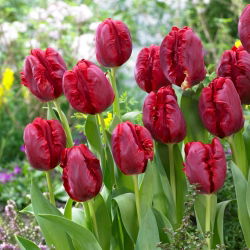 Tulip Pioneer - 5 pezzi