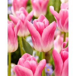 Tulipánová královská desítka - velké balení! - 50 ks.