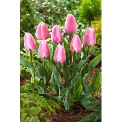 Tulipán Synaeda Amor - nagy csomag! - 50 db.