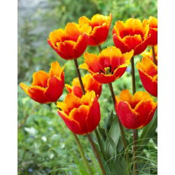 Tulipán Tiano - nagy csomag! - 50 db.
