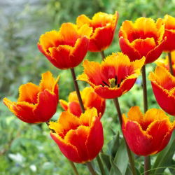 Tulipán Tiano - nagy csomag! - 50 db.