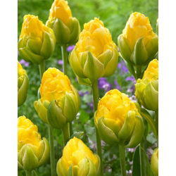Tulip Vanilla Coup - 5 pz