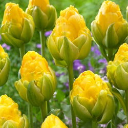 Tulip Vanilla Coup - 5 pz