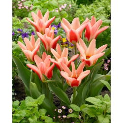 Tulip Zombie - stor pakke! - 50 stk