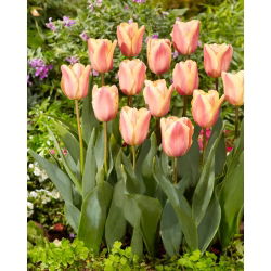 Tulip Apricot Foxx - 5 piezas