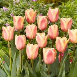 Tulip Apricot Foxx - 5 piezas