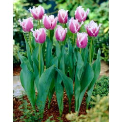 Tulip Cummins - large pack! - 50 pcs