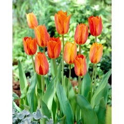 Tulipán El Nino - 5 ks