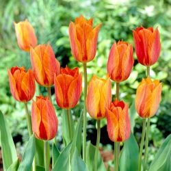 Tulipán El Nino - 5 ks