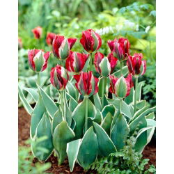 Tulip Esperanto - stor pakke! - 50 stk