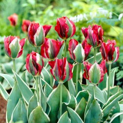 Tulip Esperanto - stor pakke! - 50 stk