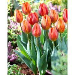Tulip Hermitage - 5 stk