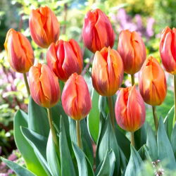 Tulip Hermitage - grand pack ! - 50 pieces